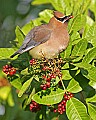 159_5982 cedar waxwing.jpg