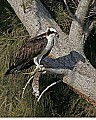 160_6031 osprey with fish.jpg