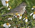 160_6075 yellow-rumped warbler.jpg