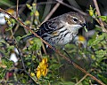 160_6090 yellow-winged warbler with worm.jpg