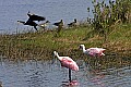 169_6935 roseate spoonbills, anhinga and ducks.jpg