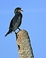 172_7278 double-crested cormorant.jpg