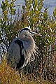 173_7400 great blue heron.jpg