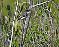 177_7732-Eastern phoebe.jpg