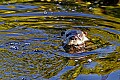 _MG_4234 river otter.jpg