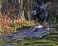 _MG_4301 river otters.jpg