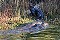 _MG_4302 river otters.jpg