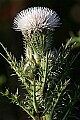 _MG_4600 white thistle.jpg