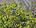 _MG_4699 belted kingfisher sat.jpg