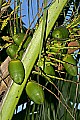 _MG_6959 coconuts.jpg