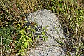 _MG_7000 allegheny mound ant nest.jpg