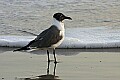 _MG_7881 laughing gull.jpg