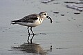 _MG_7890 sanderling.jpg