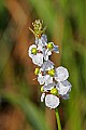 _MG_8137 arrowhead flower.jpg