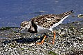 _MG_8239 ruddy turnstone.jpg