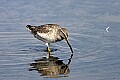 _MG_8242 juvenile stilt sandpiper.jpg