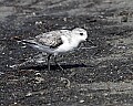 _MG_8277 sanderling.jpg