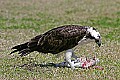 _MG_8323osprey with fish.jpg