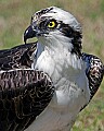 _MG_8379 osprey.jpg