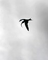 _MG_8403 tern silhouette carrying fish.jpg