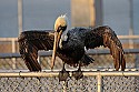 100_2569 brown pelican fishing.jpg