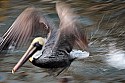 100_2649 brown pelican taking off.jpg