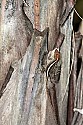 100_4209 lizard on coconut palm.jpg