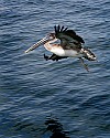 102_0212 flying brown pelican.jpg