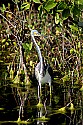 103_4224 tri-colored heron.jpg