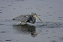 103_4366 tri-colored heron with fish.jpg