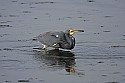103_4369 tri-colored heron with fish.jpg