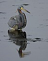 103_4379 tri-colored heron.jpg