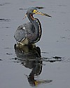 103_4383 tri-colored heron.jpg