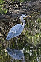 103_4455 great blue heron with fish.jpg