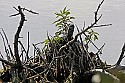 103_4502 softshell turtle head.jpg