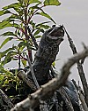 103_4503 soft shell turtle head.jpg