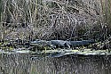 103_4539 alligator.jpg