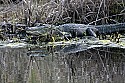 103_4572 alligator.jpg