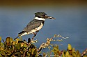 103_4971 belted kingfisher.jpg