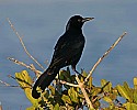 103_4986 boat-tailed grackle.jpg