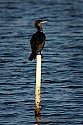 103_5026 cormorant.jpg