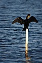 103_5057 cormorant.jpg