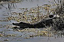 103_5198 alligator.jpg