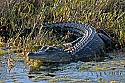 103_5209 alligator.jpg