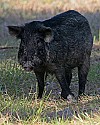 103_5284 wild boar.jpg