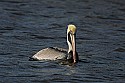 103_5392 brown pelican.jpg