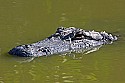 103_5421 alligator.jpg