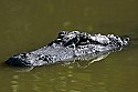 103_5429 alligator.jpg