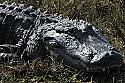 103_5450 large alligator.jpg