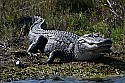 103_5476 large alligator.jpg